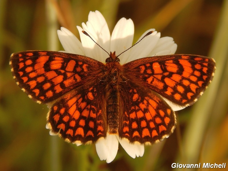 Un''altra colonia di Melitae athalia